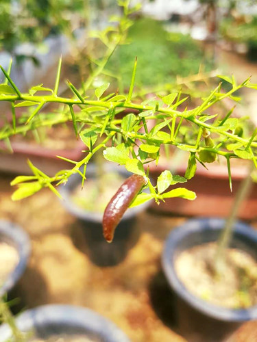 Chanh[-]ngón[-]tay[-]vị[-]lạ[-]3,5[-]triệu/kg[-]làm[-]chị[-]em[-]“phát[-]sốt"